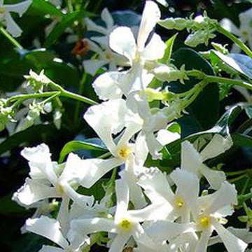 Jasmine White Flowers - Delivery NZ Wide