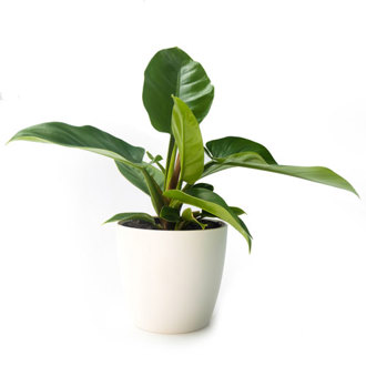 Philodendron - Green Princess