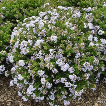 Hebe Diosmifolia