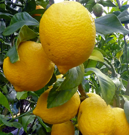 Citrus