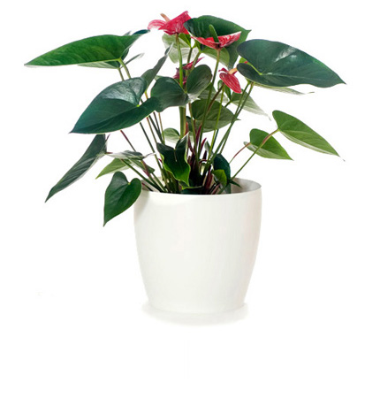 Indoor Pot Plants