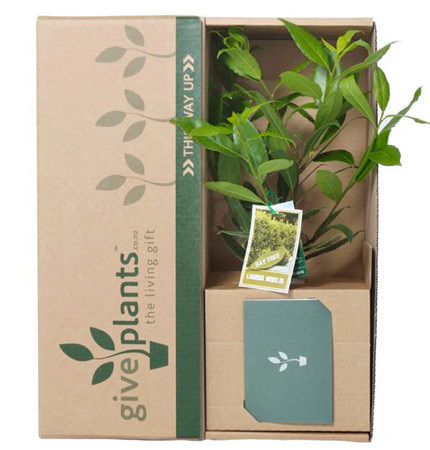 Medium Boxed Plants