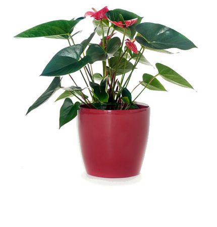 Online Plant Selection Mail Order Gift Delivering Plants New