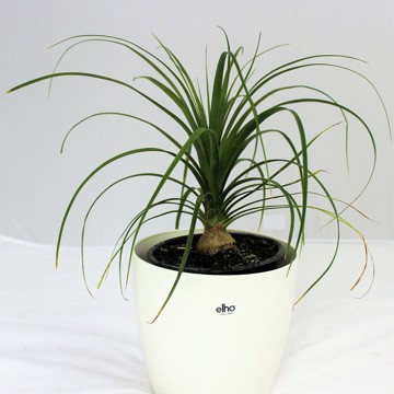 Ponytail Palm