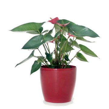 Anthurium Red Flowers & Red Pot - Delivery NZ Wide