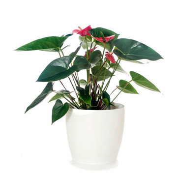 Anthurium Red Flowers & White Pot - Delivery NZ Wide