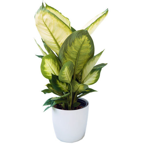 Dieffenbachia Dumb Cane Delivery NZ  Wide Give Plants  