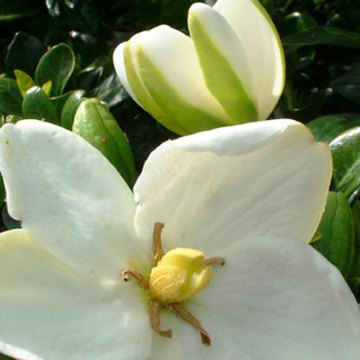 Gardenia White Flowers - Delivery NZ Wide