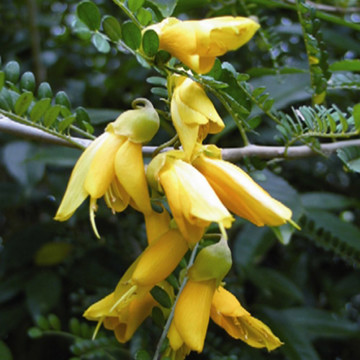 Kowhai Shrub with Yellow Flowers - Delivery NZ Wide