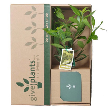 Bay Tree - Delivery NZ Wide