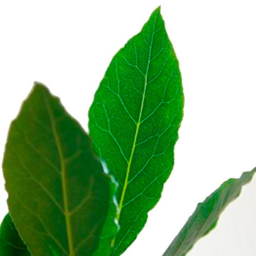 Bay Tree - Delivery NZ Wide