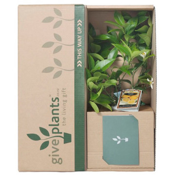 Meyer Lemon Tree - Delivery NZ Wide