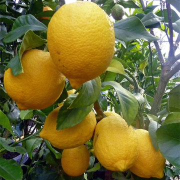 Meyer Lemon Tree - Our Best House Warming Gift - Plant Delivery NZ Wide