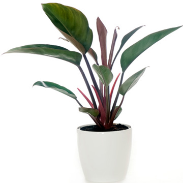 Philodendron - Congo