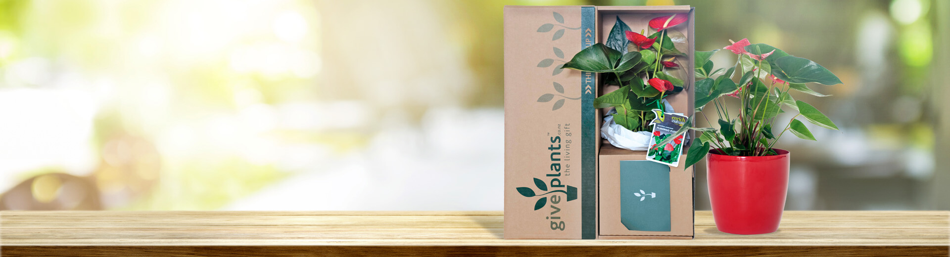 Flower and plant delivery discount